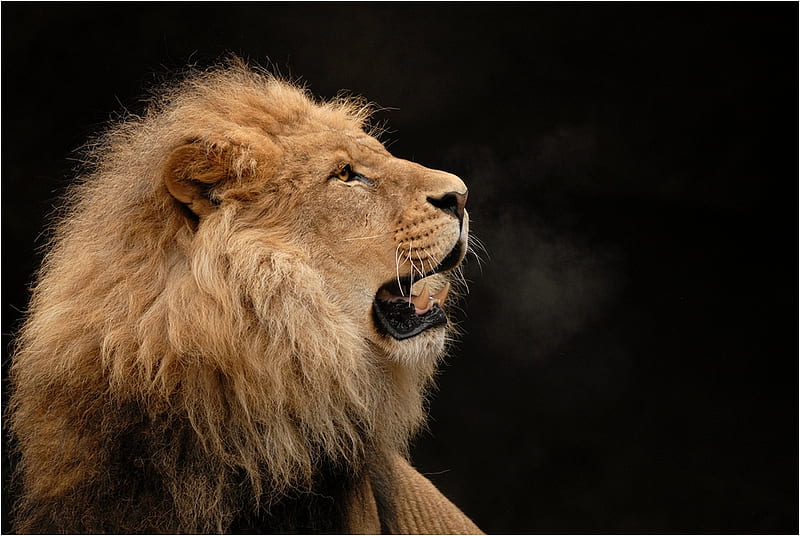 take_a_breath, male, head, lion, wild cat, animal, HD wallpaper