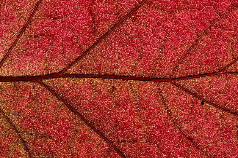 Graphy, Macro, Close-Up, Leaf, Nature, Red, HD wallpaper | Peakpx