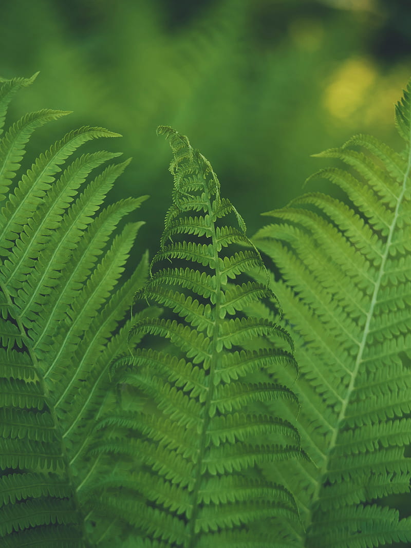 fern, leaf, macro, focus, HD phone wallpaper