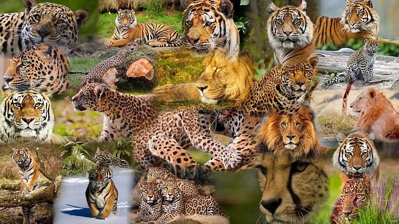 Big Cat Collage, Leopards, wild, tigers, collage, Firefox Persona theme ...