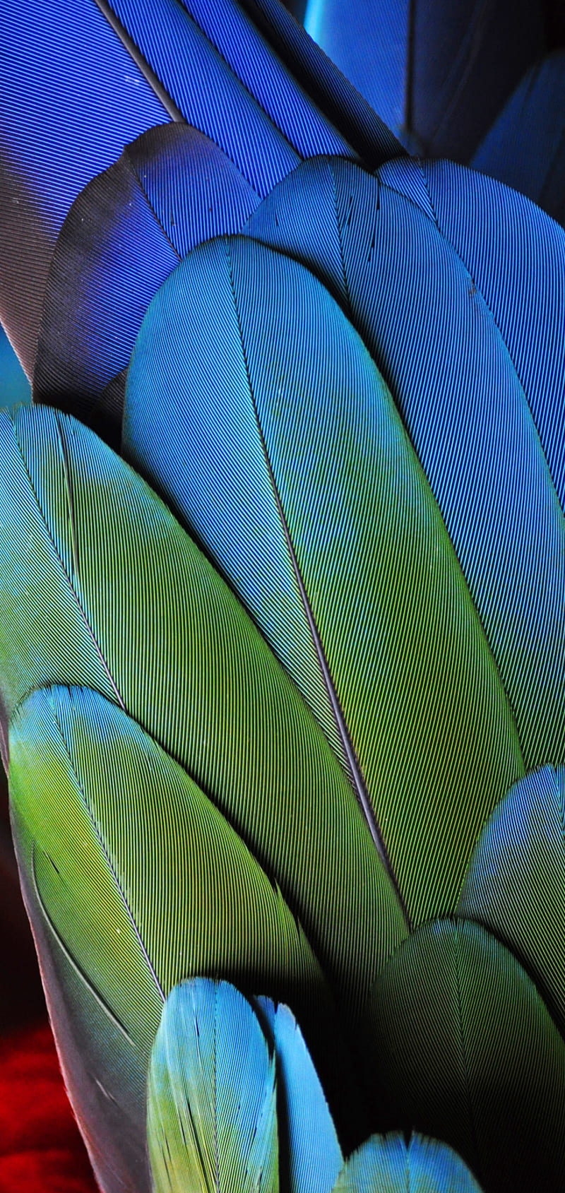 Parrot Feather, blue, HD phone wallpaper