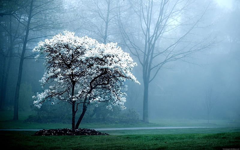 morning mist, park, spring, flowering tree, HD wallpaper