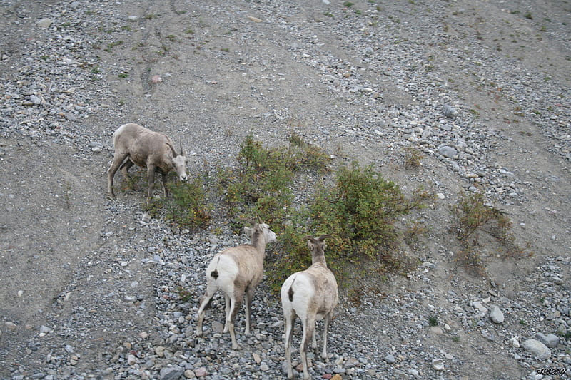 Goats on the hill, rocks, sand, graphy, goat, green, gris, white, hill