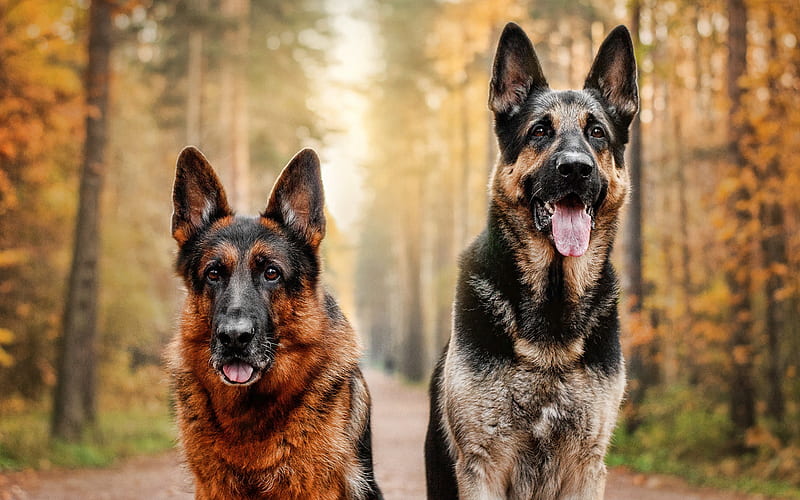 Two German Shepherds, pets, autumn, bokeh, close-up, dogs in forest, German Shepherd, dogs, German Shepherd Dog, HD wallpaper