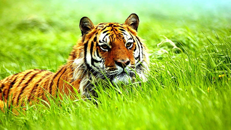 Beautiful Tiger, amazing, wildlife, bonito, tiger, animals, HD wallpaper |  Peakpx