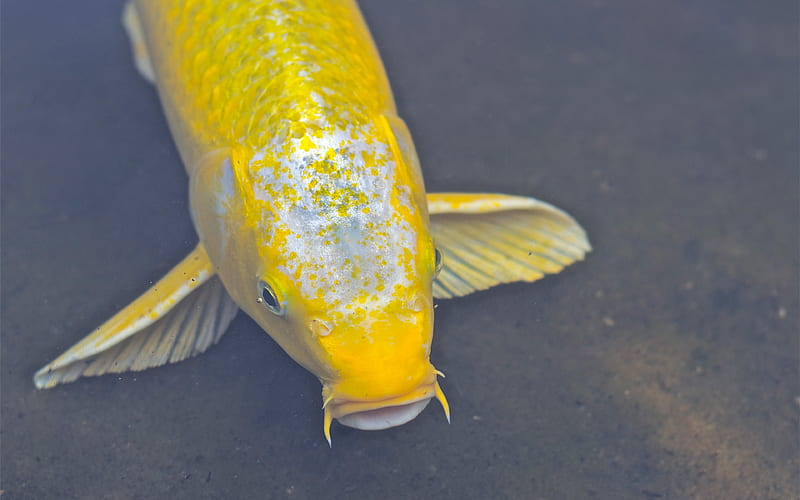 koi fish, yellow carp colored decorative fish, brocade carp, koi carp, HD wallpaper