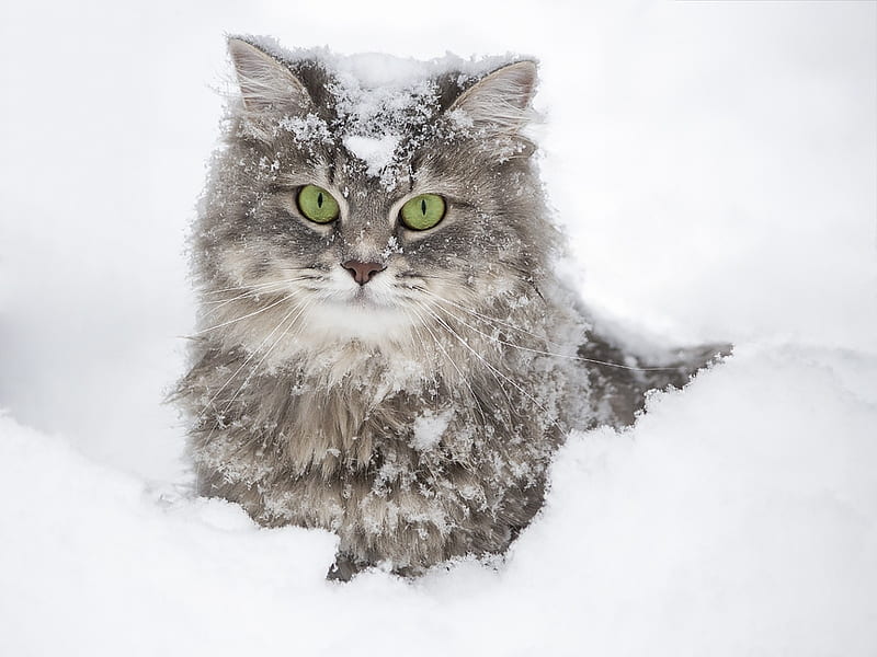 Snowy portrait, daykiney, cat, animal, iarna, winter, snow, face, white, portrait, pisica, HD wallpaper