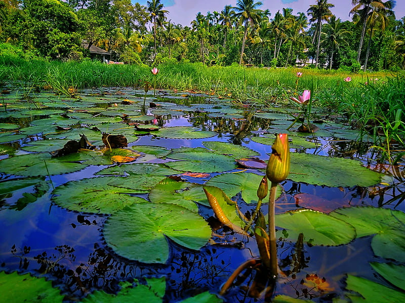 Kerala pools, nature, traditional, waterlily, HD wallpaper