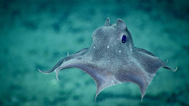 Dumbo Octopus, blue, animal, dumbo, caracatita, nature, octopus, water, HD wallpaper