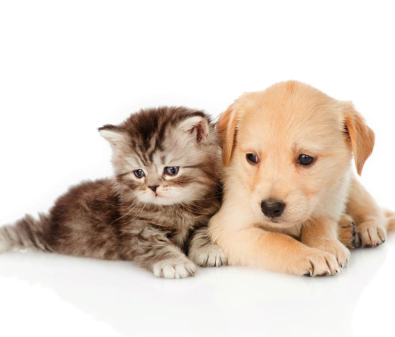 Kitten, Dog, Animal, Puppy, Cute, Baby Animal, Cat & Dog, HD wallpaper
