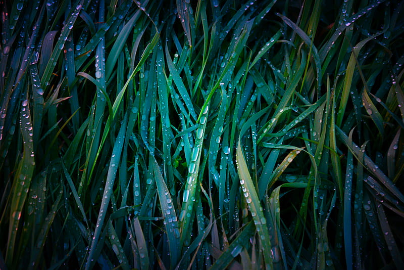grass, drops, macro, dew, HD wallpaper