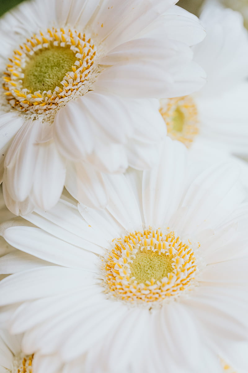 White Daisy in Bloom Close Up, HD phone wallpaper