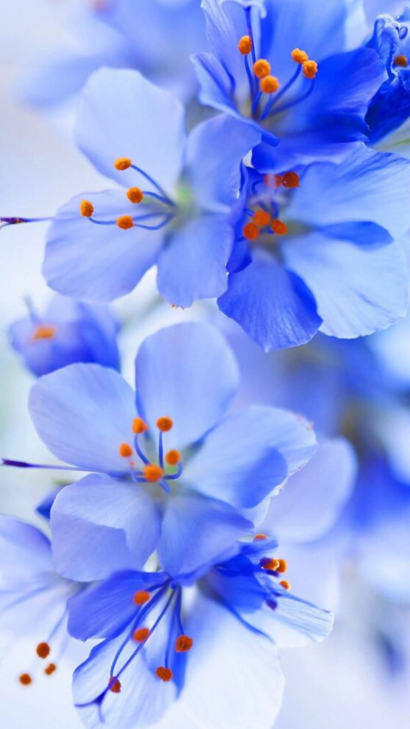 Flores azules, flor, flor azul, flor, Fondo de pantalla de teléfono HD |  Peakpx