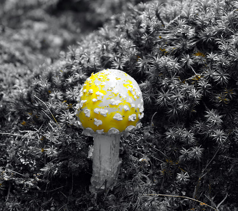Yellow Shroom, fungus, maine, moss, mushroom, nature, HD wallpaper