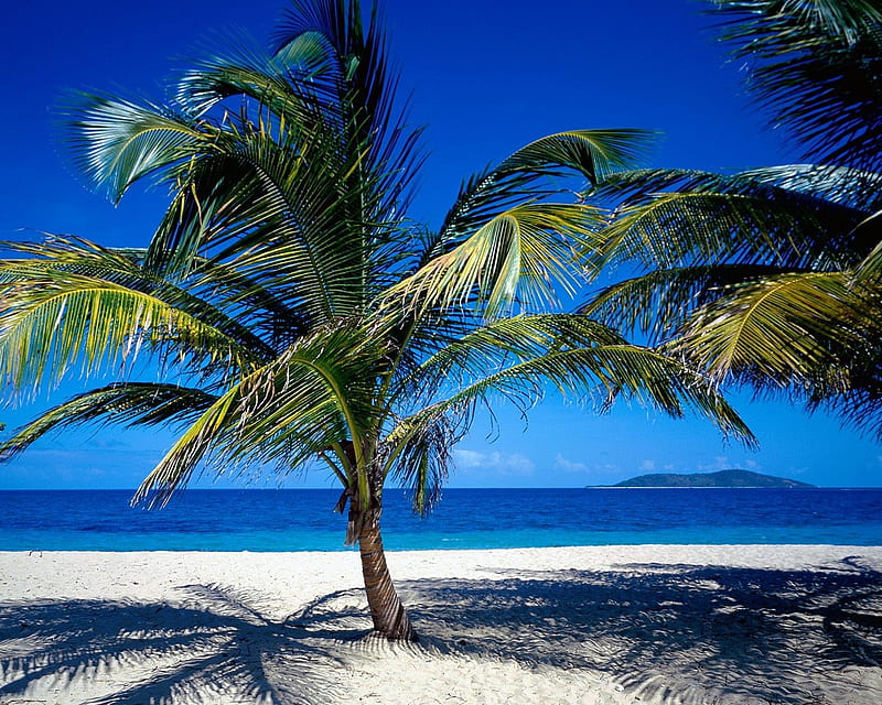 Tropic, ocean, shadow, palm, sky, frond, beach, sand, water, nature, island, palm tree, HD wallpaper