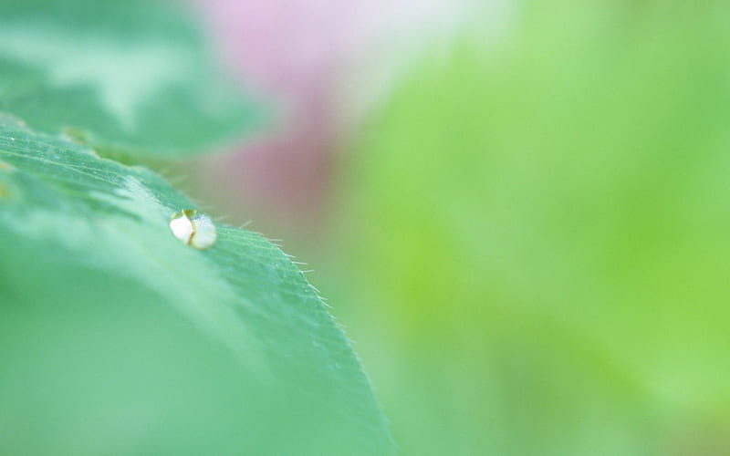 41 A water drop on leaf -soft focus green leaf, HD wallpaper