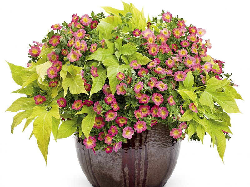 Petunia's flowers, arrangements leaves, petunia, plant, flowers, pot, HD wallpaper