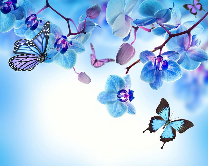 Blue And Purple Orchid, Blue and Purple Orchids, HD wallpaper