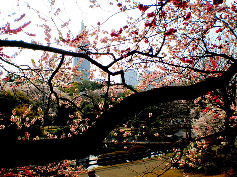 Shinjuku Gyoen, sakura, shinjuku, japanese, spring, park, blossom, japan, tokyo, flowers, garden, nature, scenery, cherry, HD wallpaper