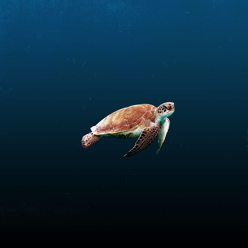 Sea Turtle, turtle, reptile, animals, underwater, sea, HD phone wallpaper