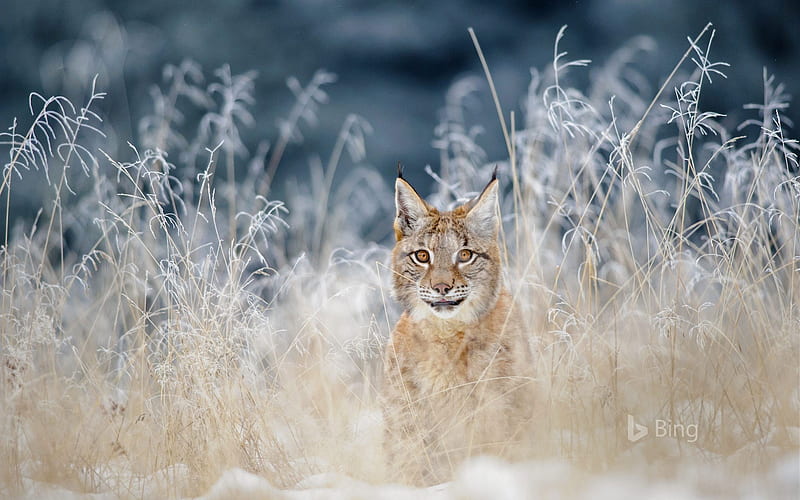 Eurasian lynx Bohemian Highlands 2019 Bing, HD wallpaper