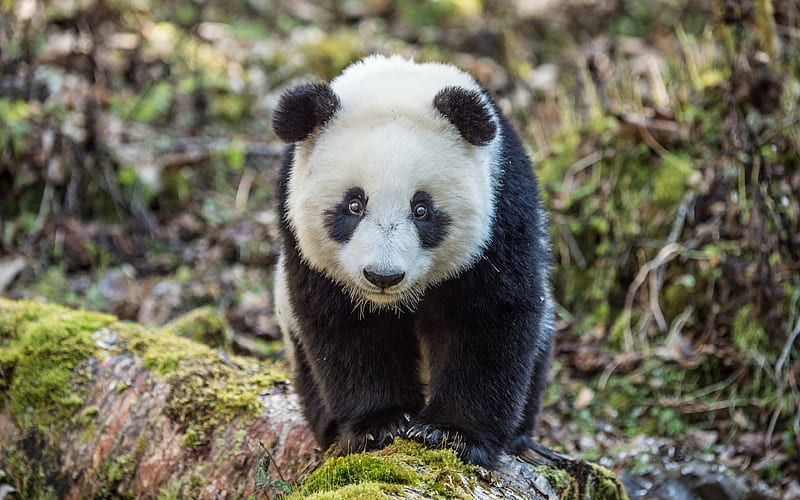 panda, zoo cute animals, bears, funny animals, HD wallpaper