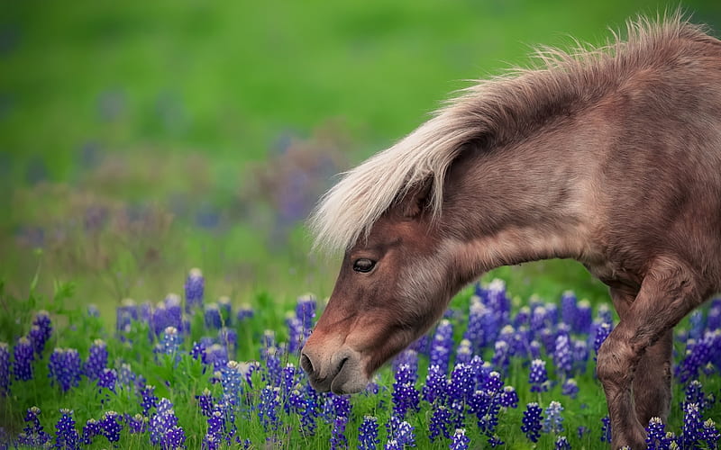 Pony, spring, horse, animal, cal, cute, ponei, green, flower, blue, HD wallpaper