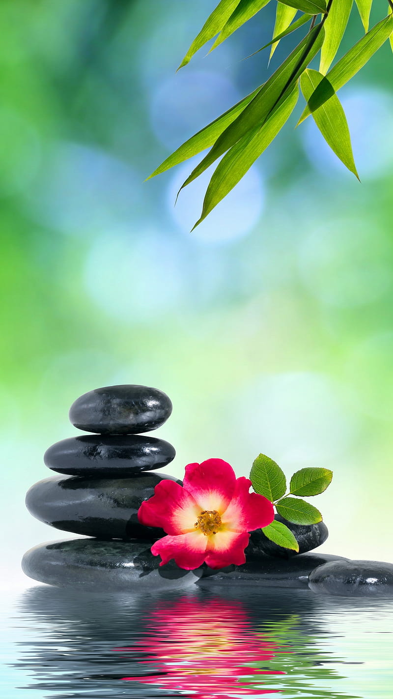 Zen flower, black, green, nature, red, relaxing, spa, water, HD phone  wallpaper | Peakpx