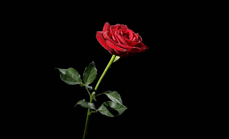 Single Red Rose, Red, bonito, Roses, Flowers, Nature, HD wallpaper