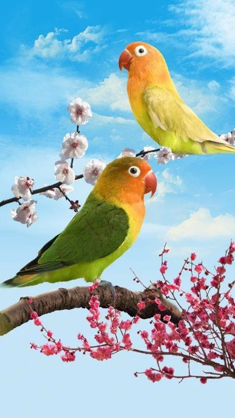 Parrots, flowers, HD phone wallpaper