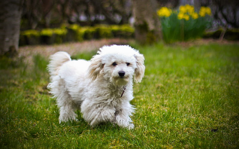 Bichon Frise pets, dogs, lawn, funny dog, Bichon Frise Dog, white dog, cute animals, furry dog, HD wallpaper