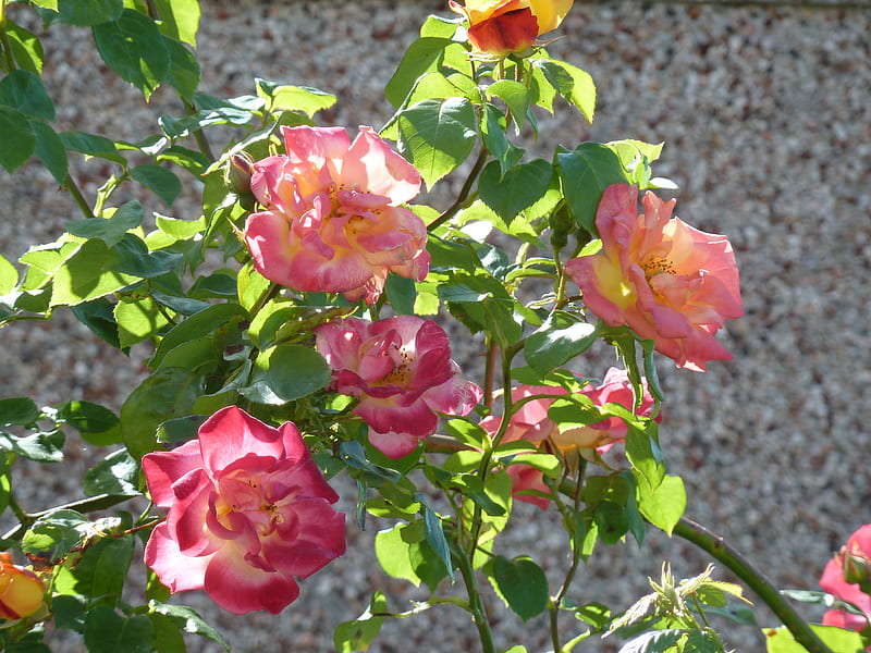 Climbing Roses, orange, yellow, garden, roses, pink, HD wallpaper