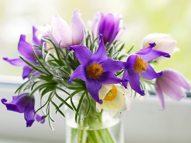 Pasque flowers, glass, pasque, flowers, blue, HD wallpaper