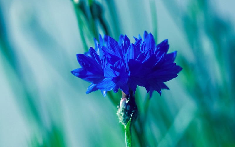 CORNFLOWER BLUE, turquoise cornflower, green, plants, flower, gardens, blue, HD wallpaper