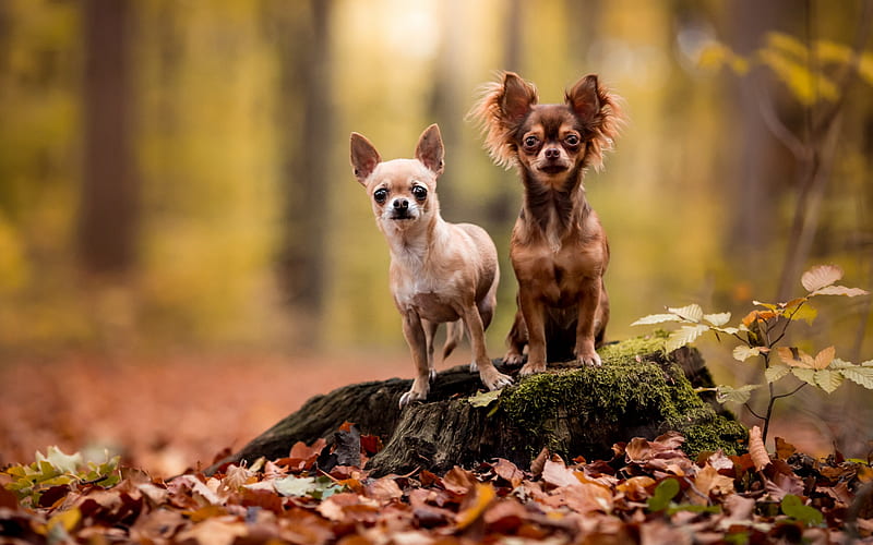 Chihuahua, small cute dogs, pets, forest, autumn, yellow leaves, decorative breeds of dogs, HD wallpaper