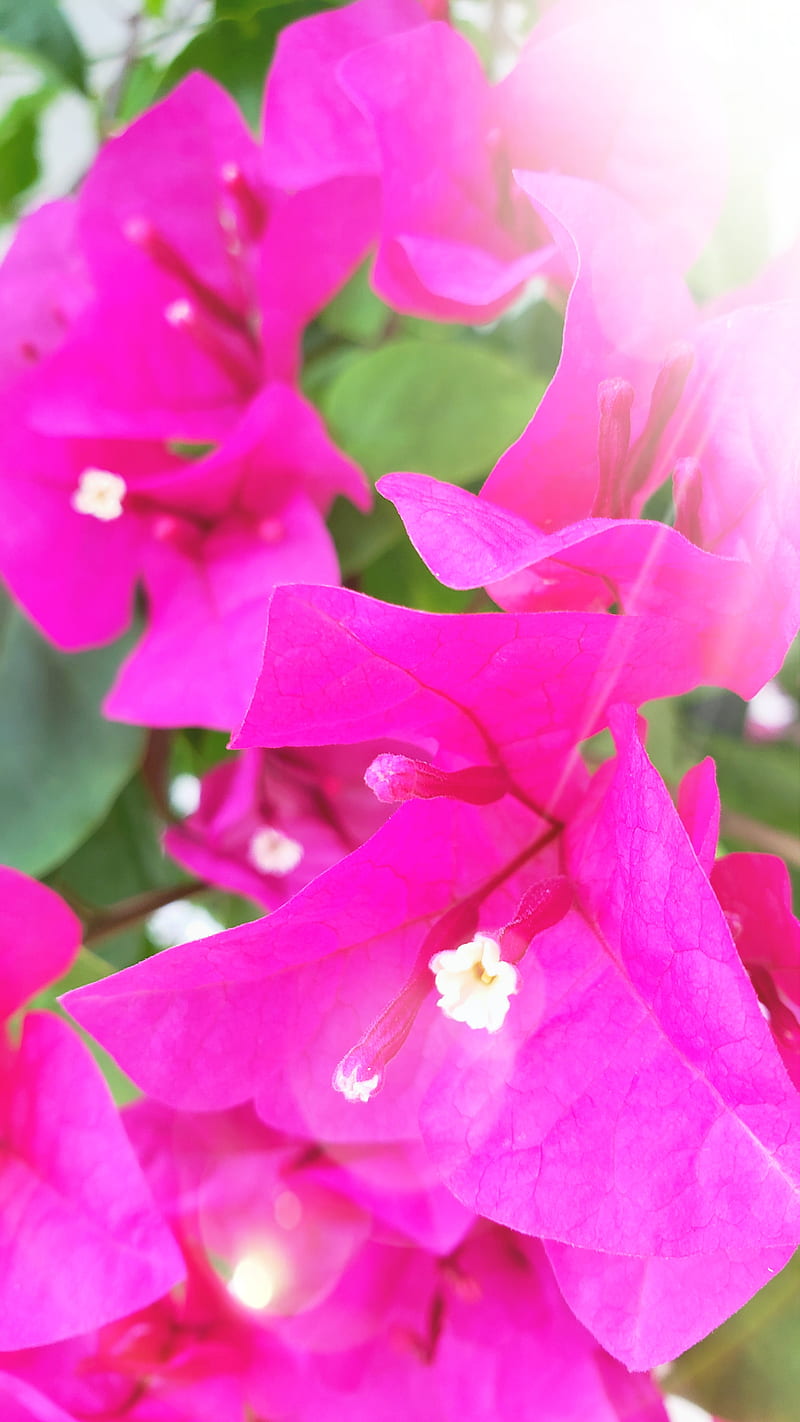 Vibrant trinitaria, bonito, beauty, dominican republic, flower, flowers