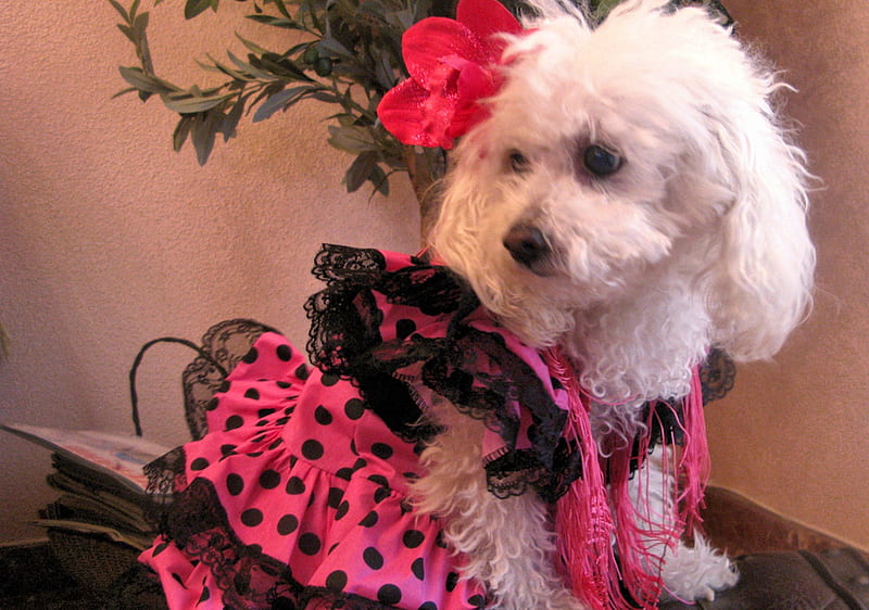 Perro flamenco, lindo, gracioso, animales, Fondo pantalla | Peakpx