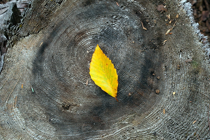 leaf, yellow, stump, wood, HD wallpaper