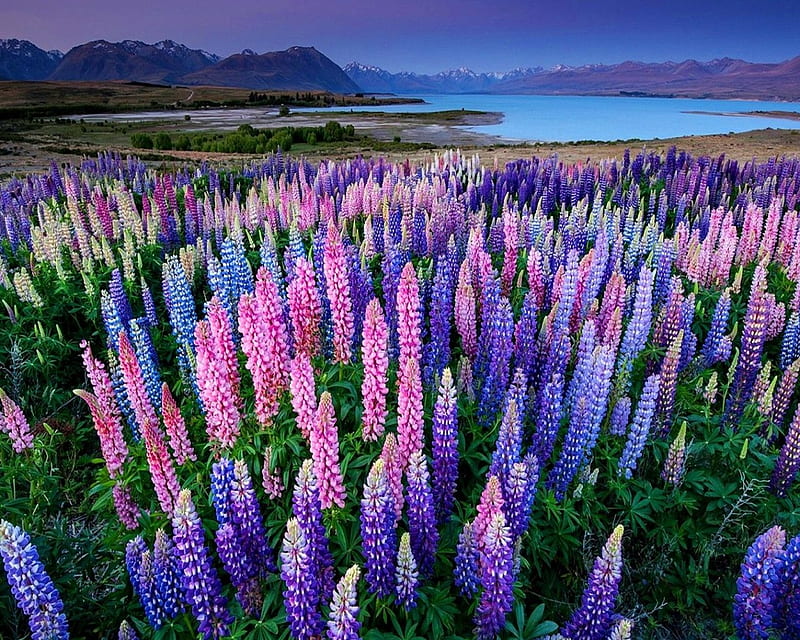 Spring in New zealand, lupins, mountains, flowers, nature, spring, lakeshore, sky, HD wallpaper