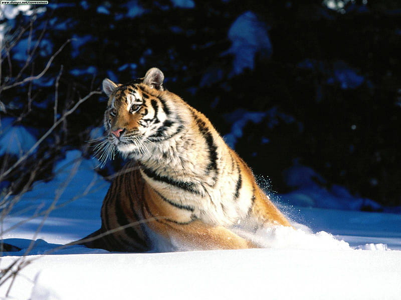 Siberian tiger making a quick turn in the snow, siberian tiger, tiger, HD wallpaper