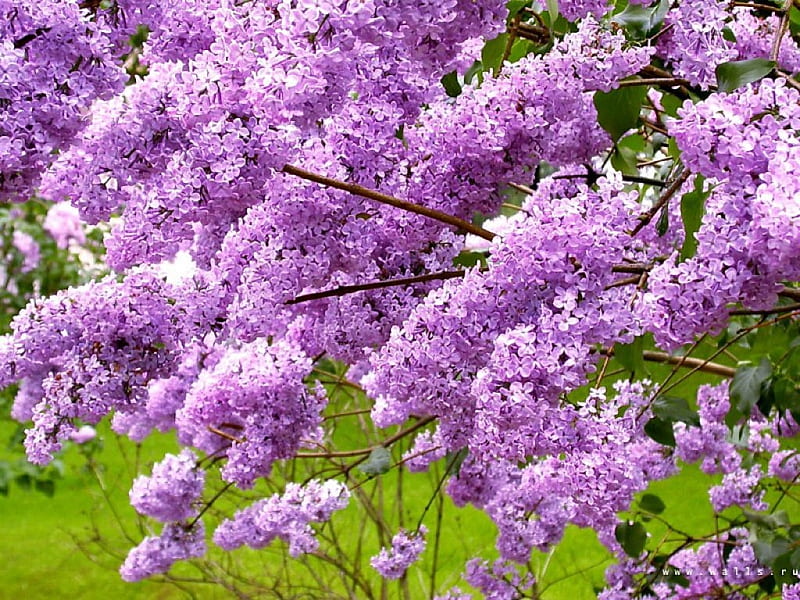 Luscious lilac, purple, lilacs, boughs, fragrant, HD wallpaper