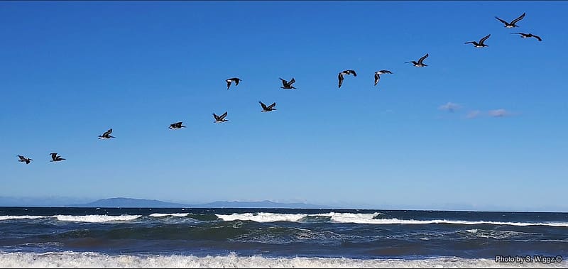Flying, Waves, Flying, Birds, Flight, California, Pacific, Seagulls, Islands, Ocean, Blue, Sky, HD wallpaper