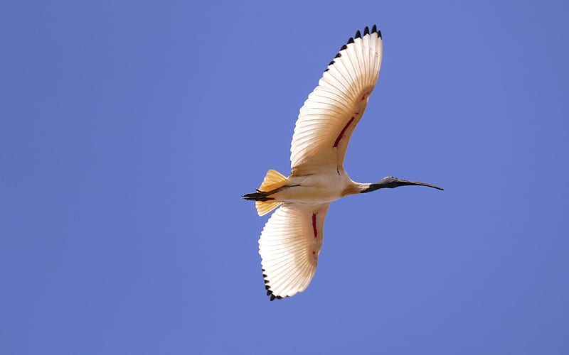 Australian White Ibis, ibis, bird, animal, Australian, flight, sky, HD wallpaper