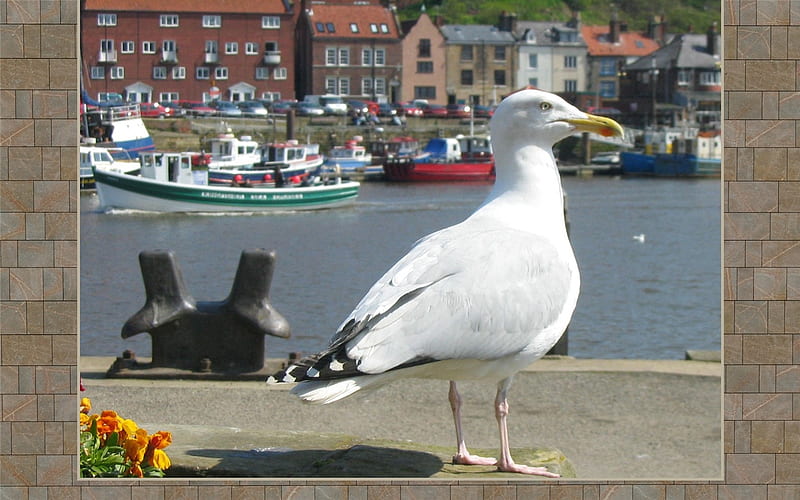 Captain of Harbor, Whitby, seagull, England, harbor, boats, HD wallpaper