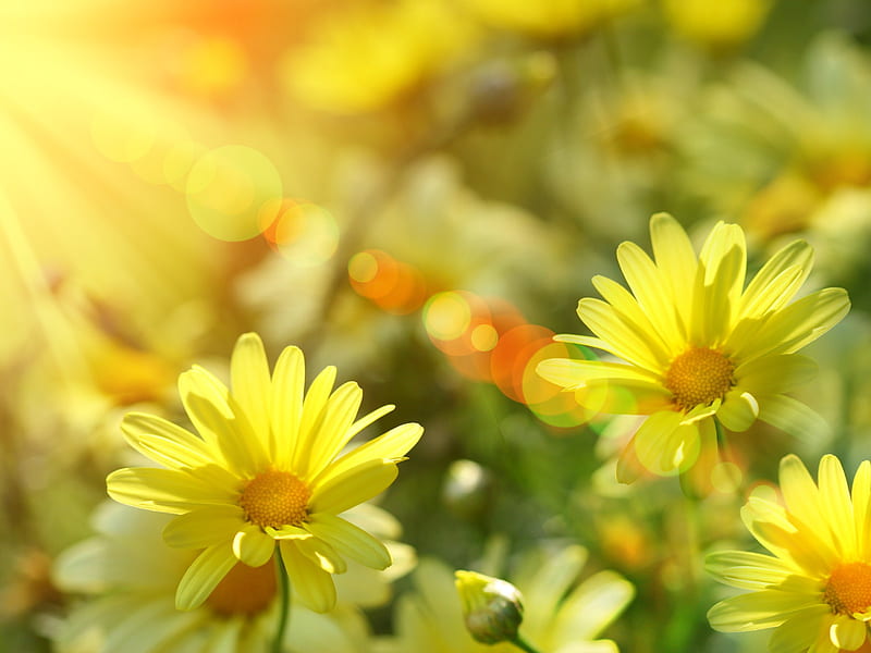 Burst of Summer Sunshine, daisies, orange, summer, flowers, yellow, sun rays, sunshine, HD wallpaper