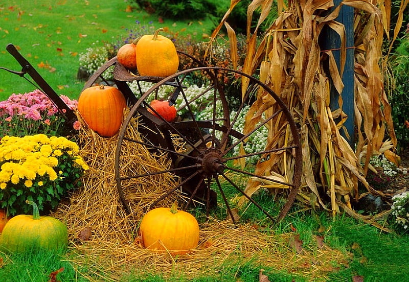 ✿⊱•╮Autumn Display╭•⊰✿, lovely still life, fall, autumn, harvest, halloween, colors, love four seasons, straw, foods, wagon wheel, still life, graphy, flowers, pumpkins, HD wallpaper
