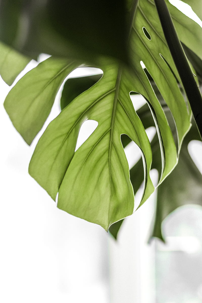 monstera, leaf, green, plant, HD phone wallpaper