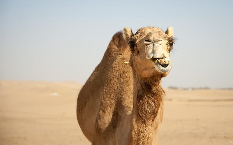 Camel, Africa, desert, wildlife, HD wallpaper