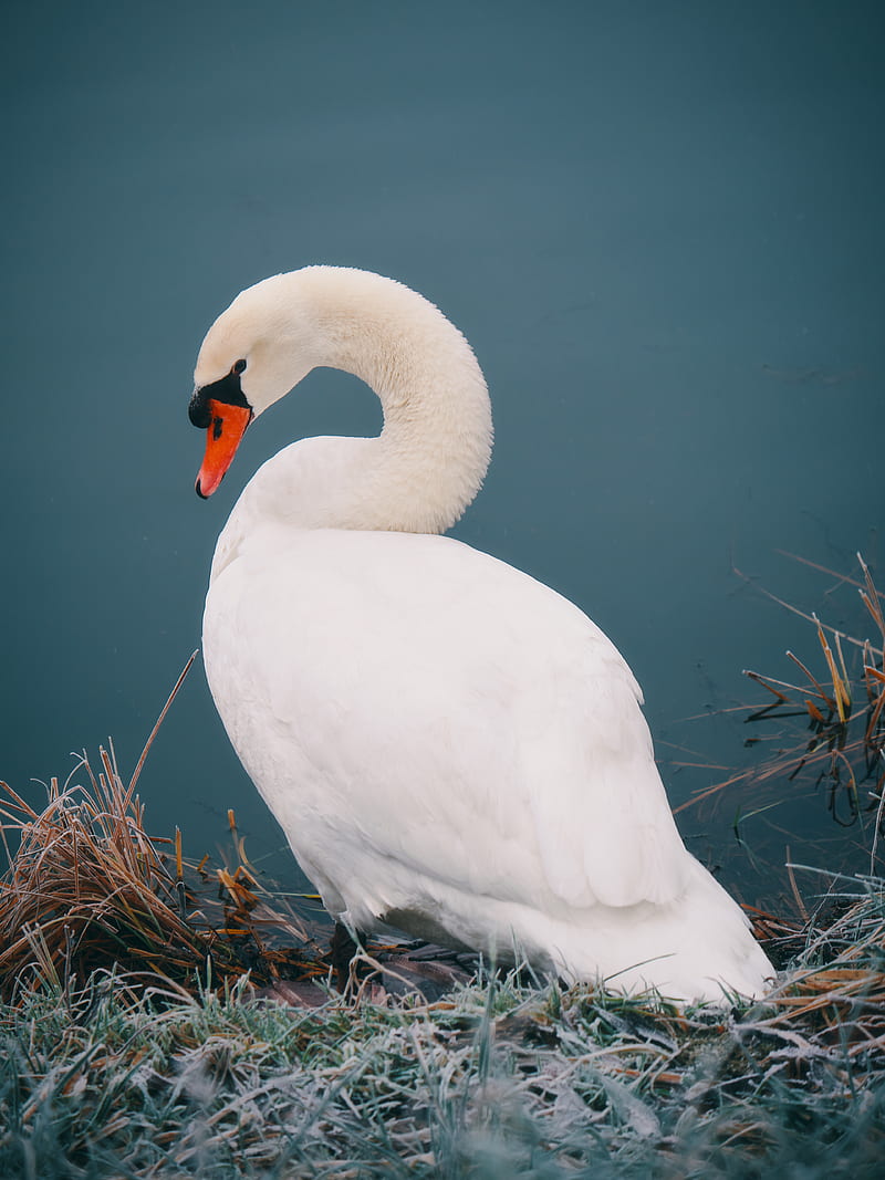 mute swan near body of water, HD phone wallpaper