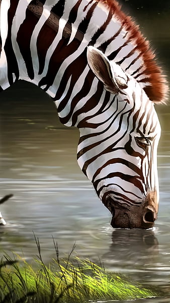 Thirsty zebra, animal, drawings, drinking, horse, water, HD phone wallpaper  | Peakpx